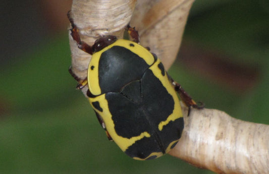 Pachnoda sinuata flaviventris (kerti gyümölcslepedő)