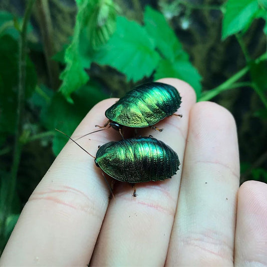 Pseudoglomeris magnifica (Smaragd csótány)