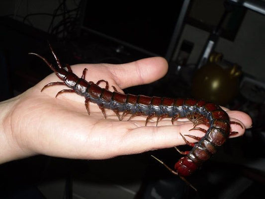 Scolopendra subspinipes L (Orange Legged Centipede)