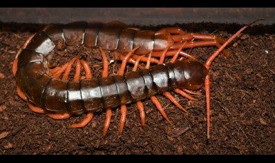 Scolopendra subspinipes L (narancslábú százlábú)