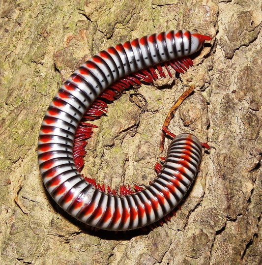 Tonkinbolus dollfusii M-L (Vietnam rainbow millipede)