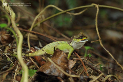 Acanthosaura lepidogaster (Chinese Mountain Horned Lizard)