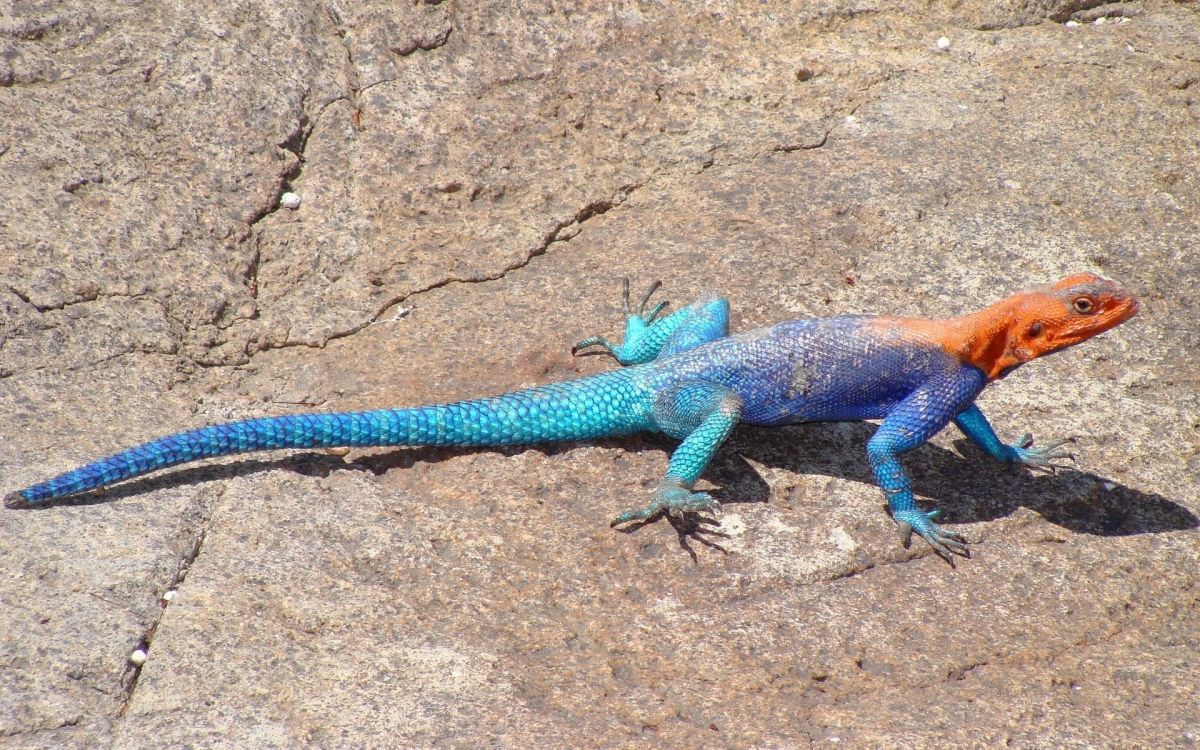 Agama agama (Red-headed Rock Agama )