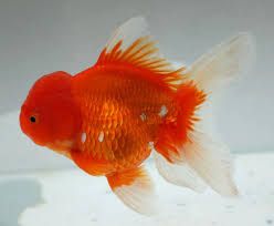 Carassius auratus Red oranda 5-6 cm