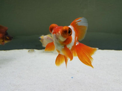 Carassius auratus Red White Telescope 5-6 cm