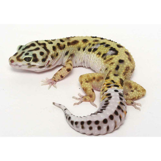 Eublepharis macularius (leopard gecko) baby