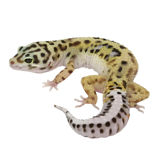 Eublepharis macularius: Leopárd gekkó faj