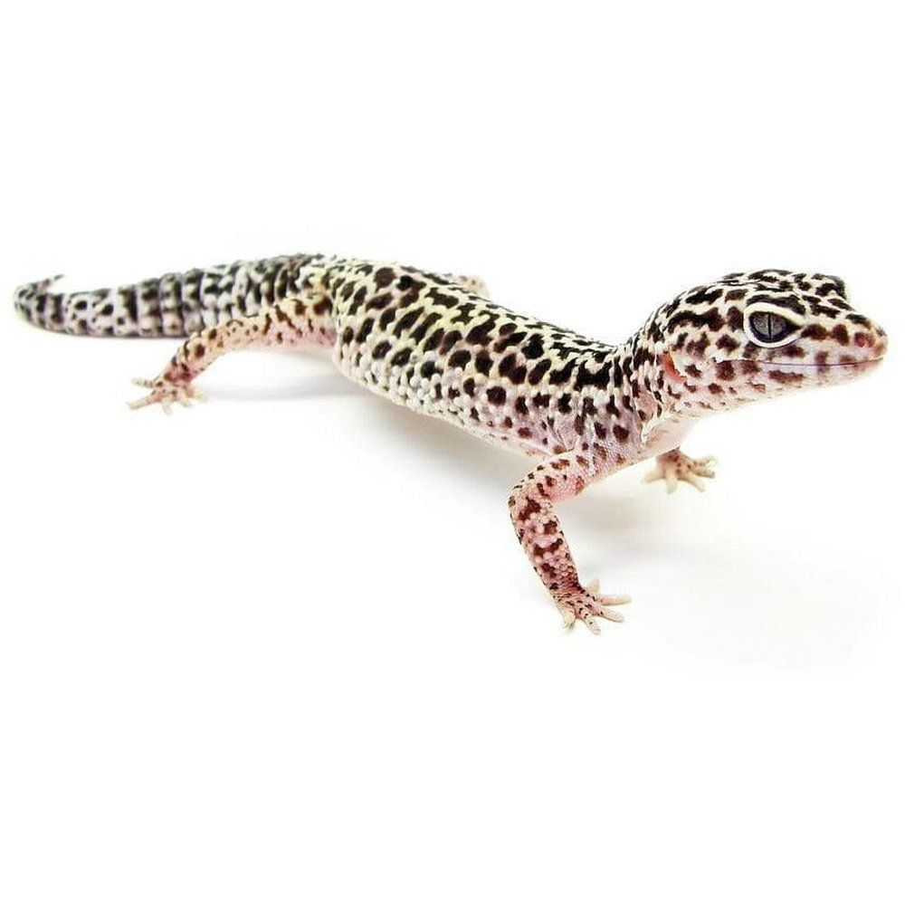 Eublepharis macularius (leopard gecko) baby