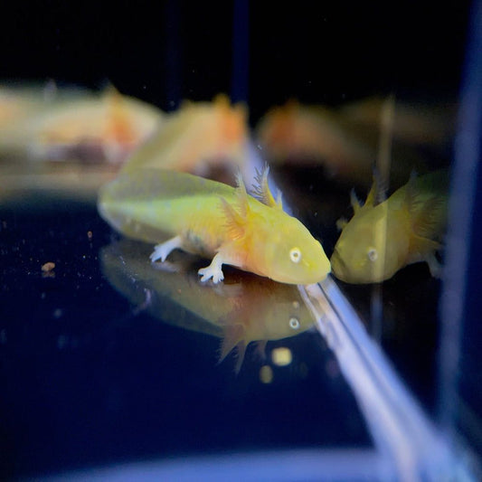 Ambystoma mexicanum Gold albino, Axolotl