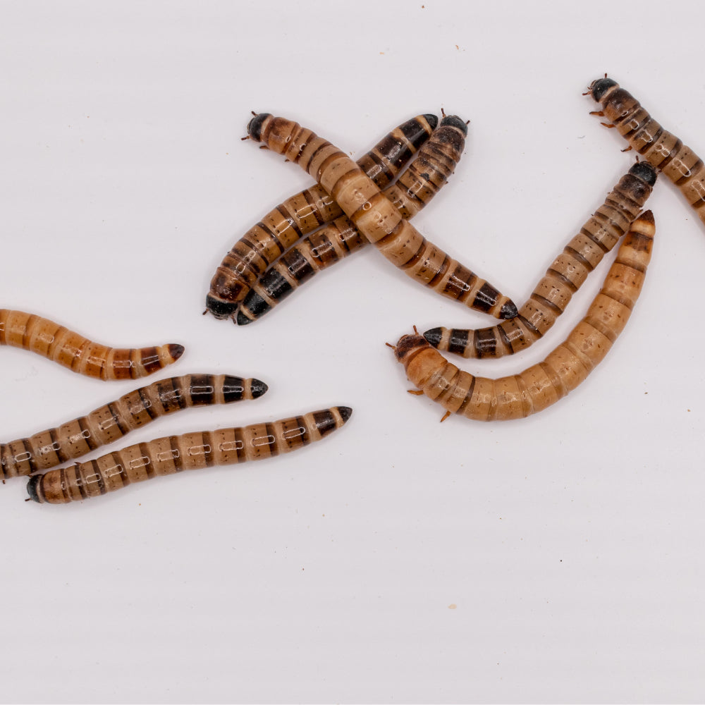 Superworms, viermi Zophobas morio