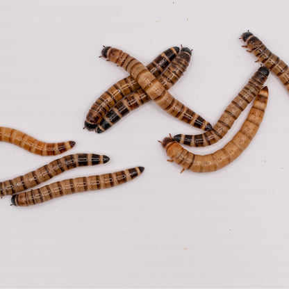 Superworms, viermi Zophobas morio
