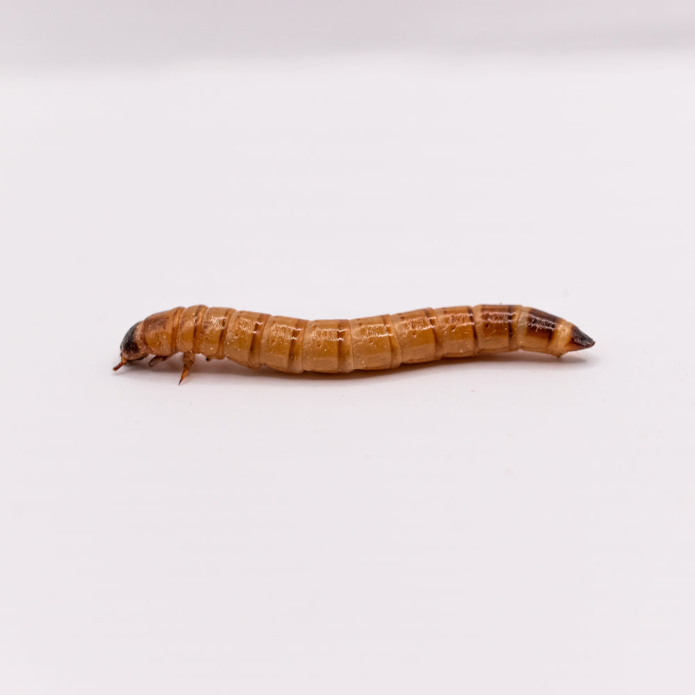 Superworms, viermi Zophobas morio