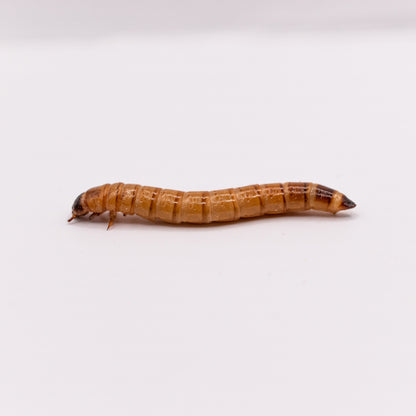 Superworms, viermi Zophobas morio