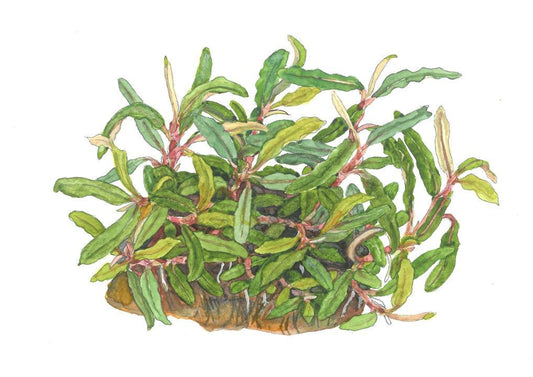 Planta naturala de acvariu, Tropica, Bucephalandra sp. Needle Leaf 1-2-Grow!, 5 cm