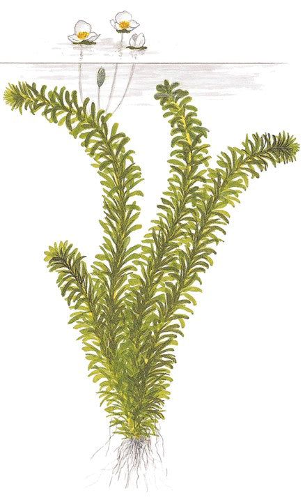 Planta naturala de acvariu, Tropica, Egeria densa