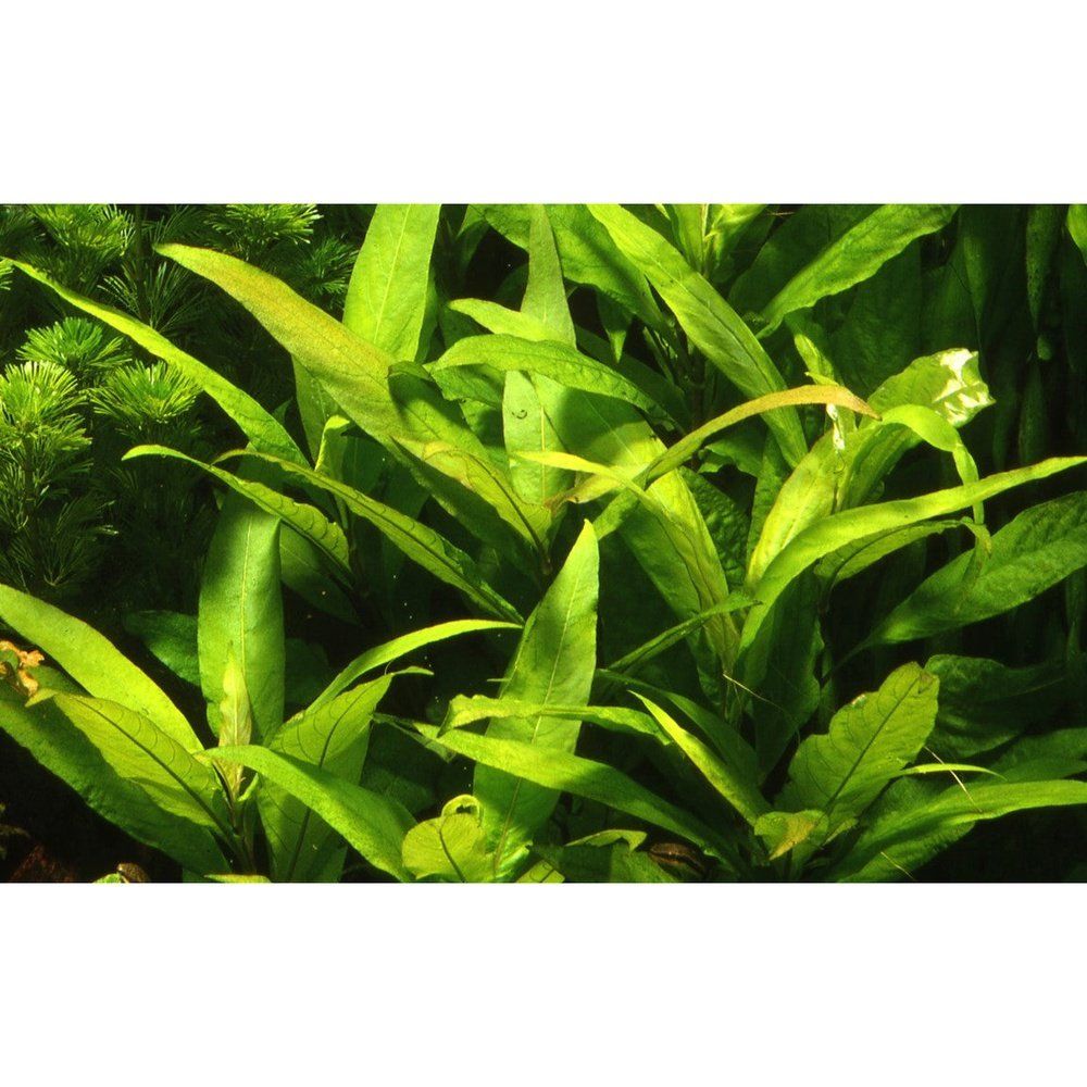 Planta naturala de acvariu, Tropica, Hygrophila corymbosa Siamensis 53B