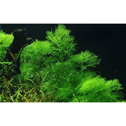 Természetes akváriumi növény, Tropica, Limnophila aquatica