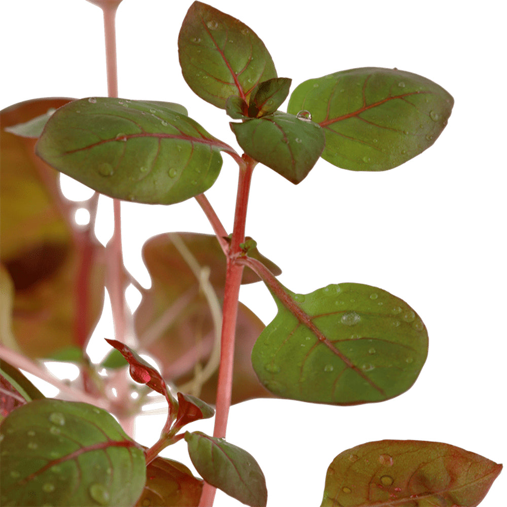 Természetes akváriumi növény, Tropica, Ludwigia palustris 'Super Red'