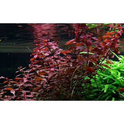 Természetes akváriumi növény, Tropica, Ludwigia palustris 'Super Red'