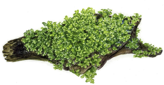 Planta naturala de acvariu, Tropica, Riccardia chamedryfolia, portion