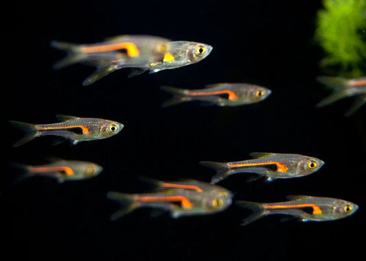 Rasbora hengeli, 2-2,5 cm