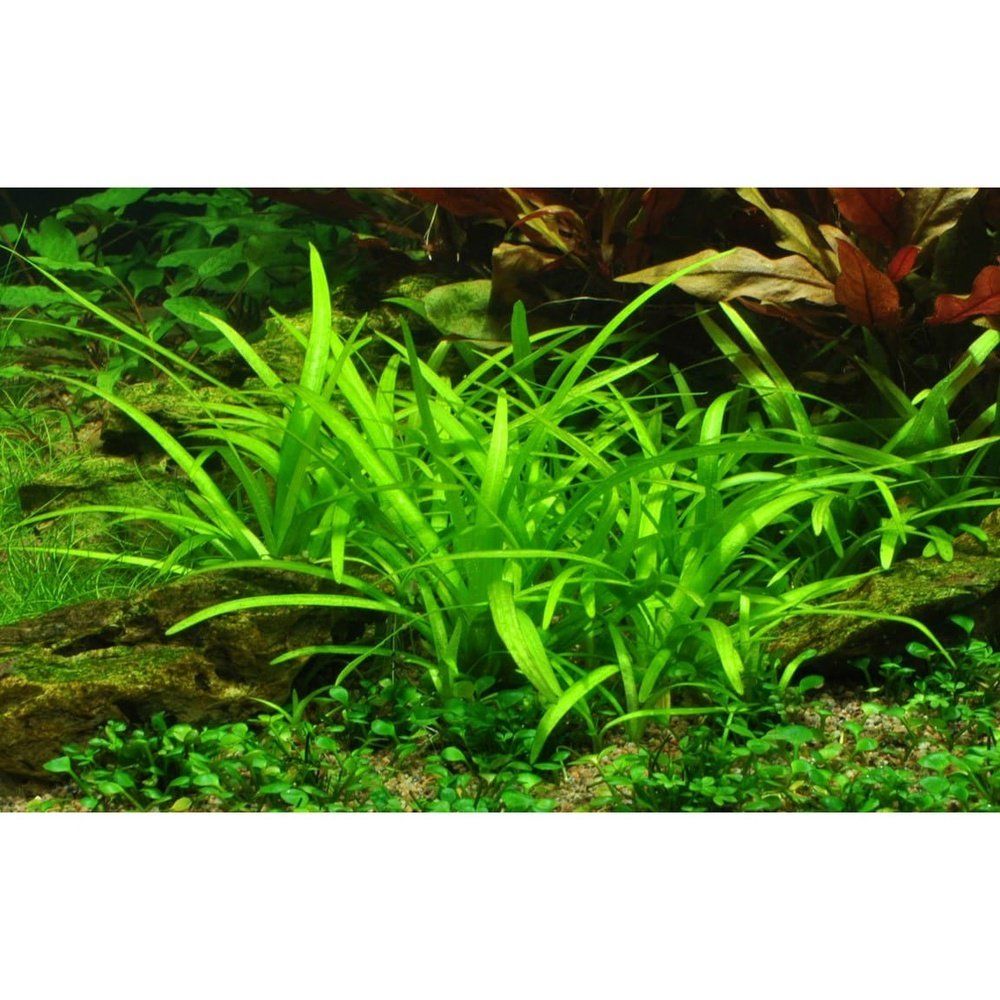 Természetes akváriumi növény, Tropica, Sagittaria subulata 1-2 Grow!, 5 cm