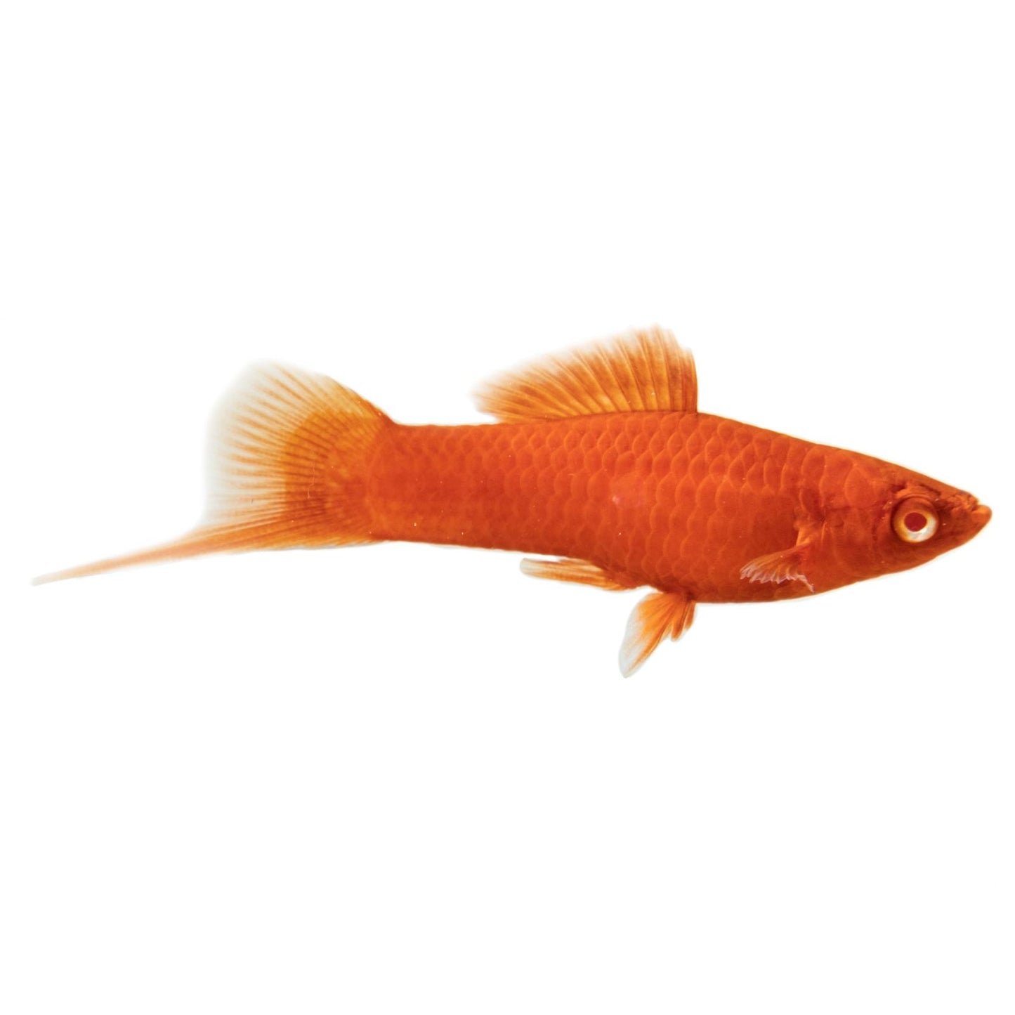 Vivipar hal, Xiphophorus helleri mix (swordtail)