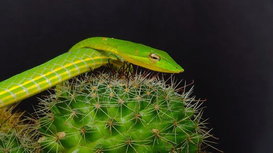 Ahaetulla	prasina  (Oriental Whipsnake, Asian vine snake ) M-L