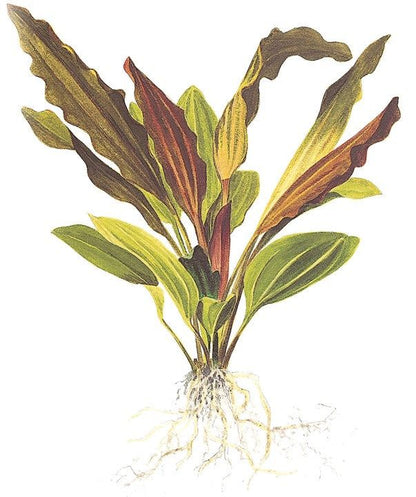 Planta naturala de acvariu, Tropica, Echinodorus Rosé