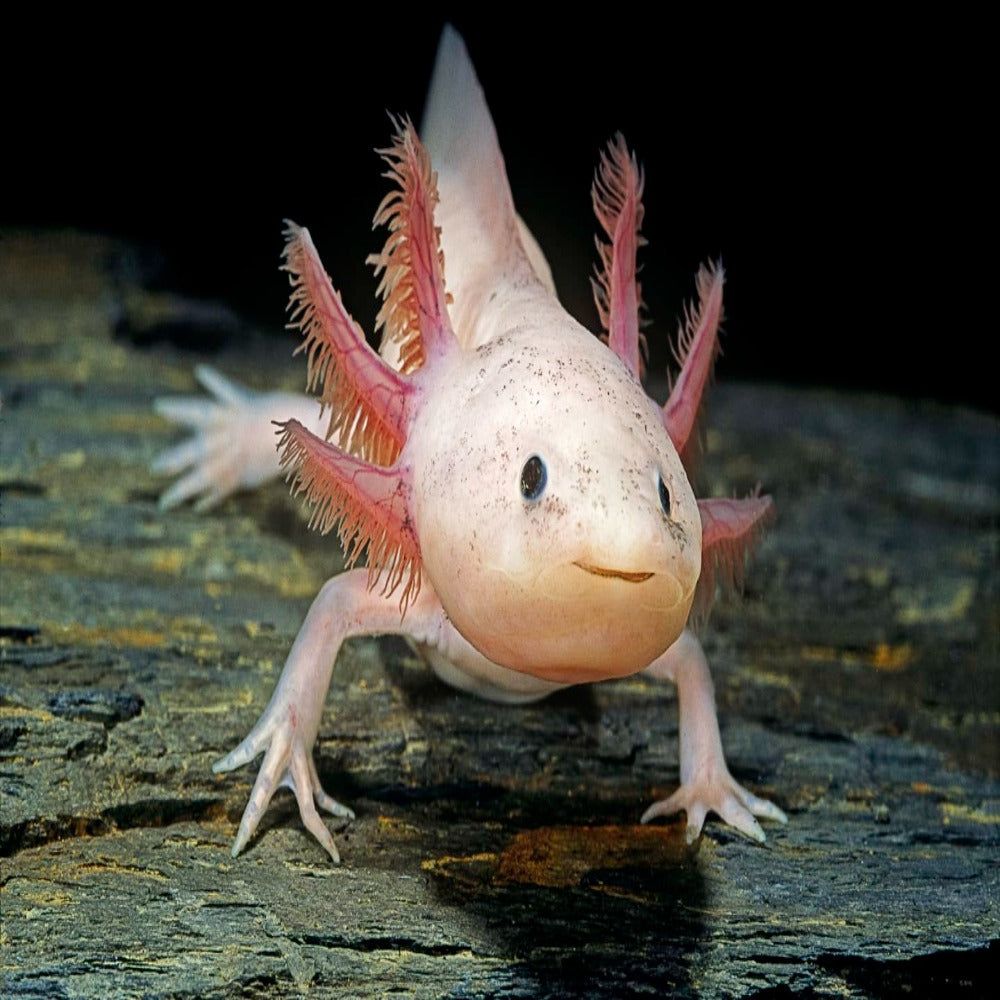 Ambystoma mexicanum Gold Albino, Axolotl