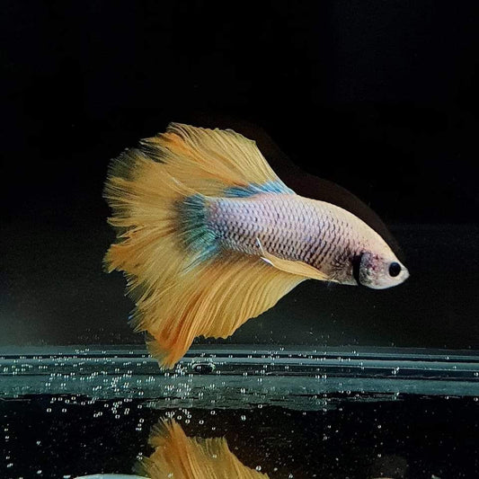 Betta Super Delta sárga