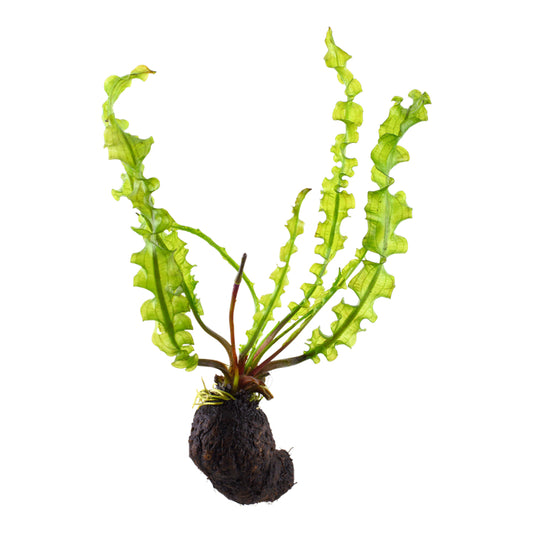 Planta naturala de acvariu, Tropica Aponogeton longiplumulosus, bulb