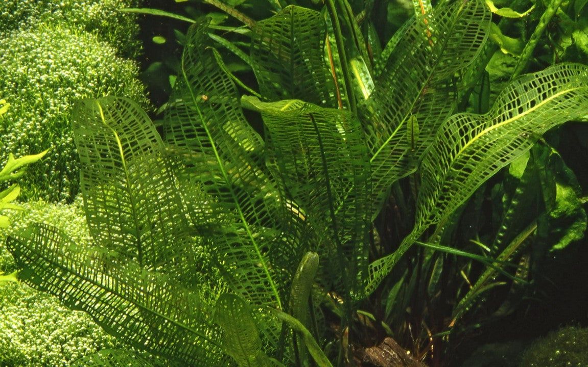 Természetes akváriumi növény, Tropica, Aponogeton madagascariensis, hagyma