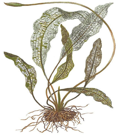 Természetes akváriumi növény, Tropica, Aponogeton madagascariensis, hagyma