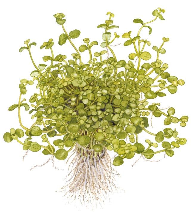 Planta naturala de acvariu, Tropica, Bacopa australis