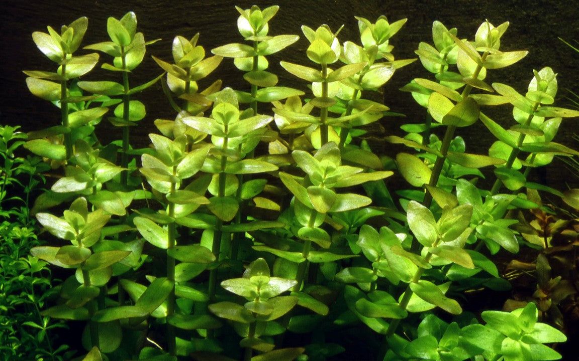 Planta naturala de acvariu, Tropica, Bacopa caroliniana