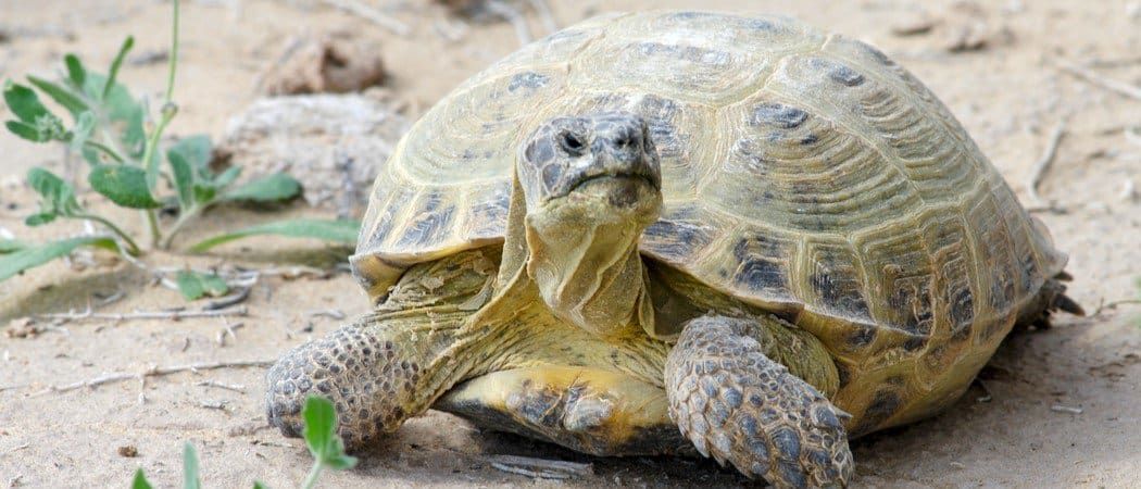 Agrionemys horsfieldii (közép-ázsiai teknős, Testudo horsfieldii)