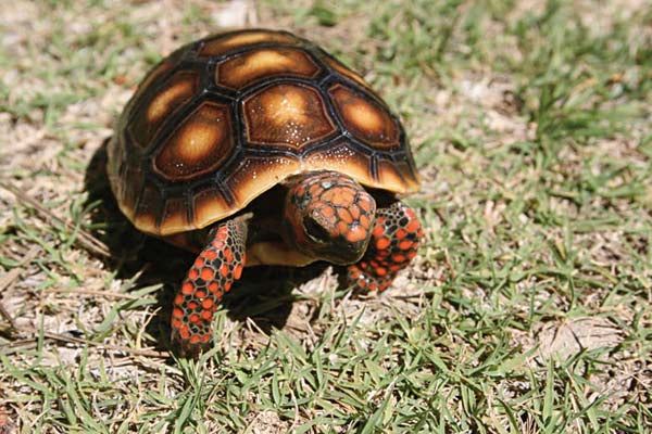 Geochelone carbonaria (Red Foot tortoise, Chelonoidis carbonaria) 7-8 cm