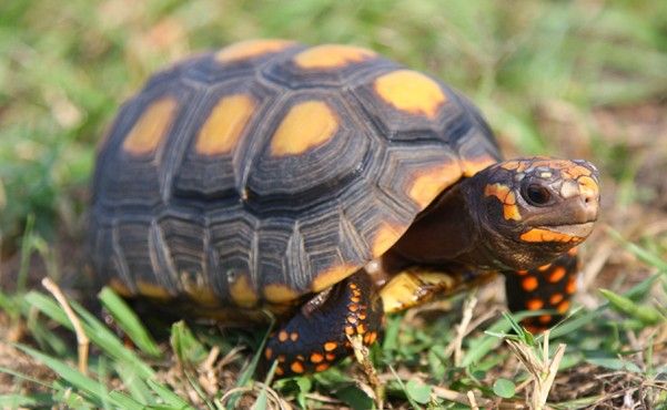 Geochelone carbonaria (Red Foot tortoise, Chelonoidis carbonaria) 7-8 cm