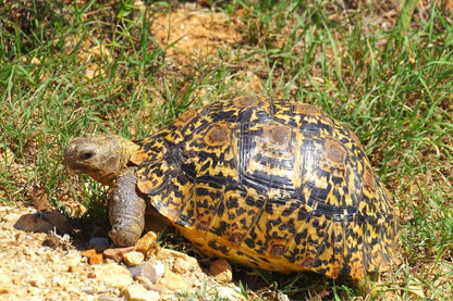 Geochelone pardalis (leopárdteknős, Stigmochelys pardalis)