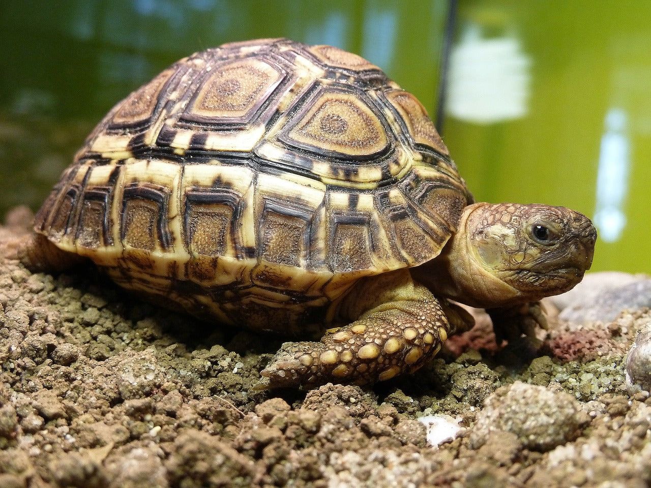 Geochelone pardalis (leopárdteknős, Stigmochelys pardalis)