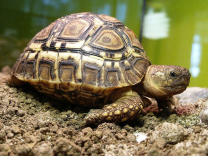 Geochelone pardalis (leopárdteknős, Stigmochelys pardalis)