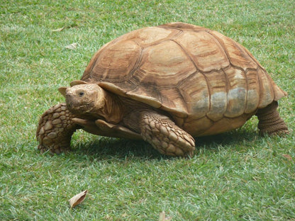 Geochelone sulcata (afrikai sarkantyús teknős, Centrochelys sulcata)