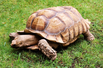 Geochelone sulcata (afrikai sarkantyús teknős, Centrochelys sulcata)