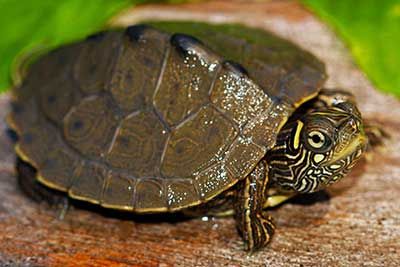 Graptemys ouachitensis (Ouachita Map Turtle, Sabine Map Turtle) 4-5 cm