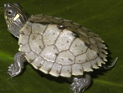 Graptemys ouachitensis (Ouachita térképteknős, Sabine térképteknős) 4-5 cm