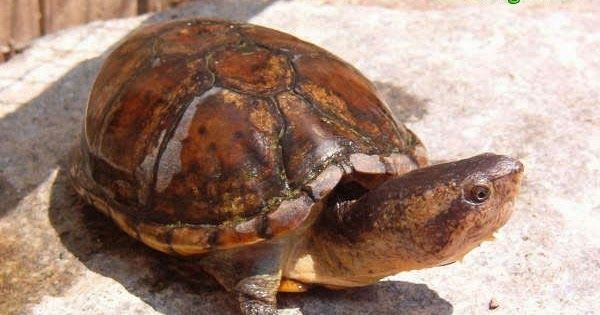 Kinosternon Leucostomum (White-lipped Mud Turtle) M-L