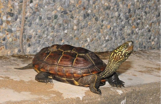 Mauremys reevesii (Chinemys reevesii)