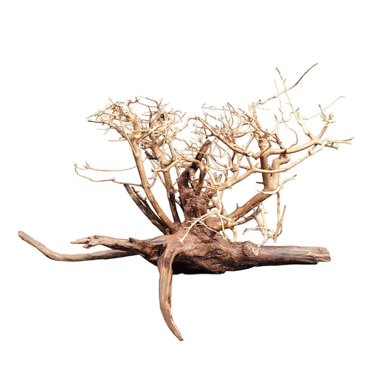 Arbust decorativ pentru acvarii  i terarii, Wio, Arbu tu  Arboretum,  , L: 20-30 cm/H: 15-20 cm