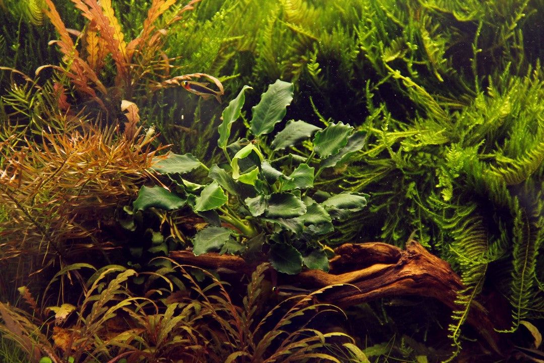 Természetes akváriumi növény, Tropica, Anubias barteri var. nana Kirin